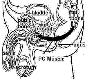 Pelvic Floor Muscle
